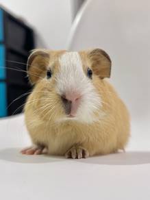 Guinea pig American
