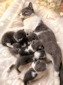 British Shorthair Blue and White