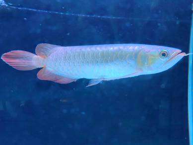 Super Red Arowana 