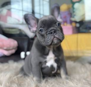 FRENCH BULLDOG PUPPIES VIP178🌻Cute & Healthy Boy