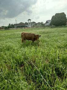 lembu tino bara limozin