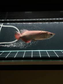 Malaysian Golden Bluebase Arowana(High Quality)
