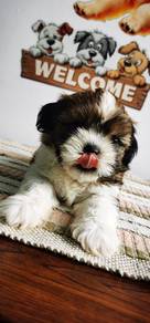 Shihtzu available 