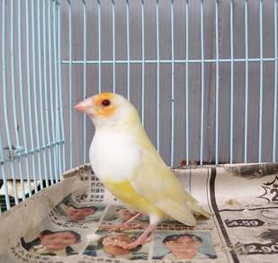Burung gouldian finch lutino mata merah RARE