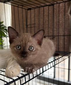 Siamese Choco