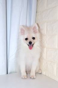 J0481 Pomeranian Cute White Vanilla Puff Puppy