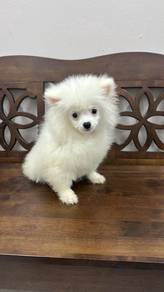 white colour pomeranian Female