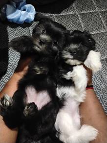 Shih Zhu Female Puppy