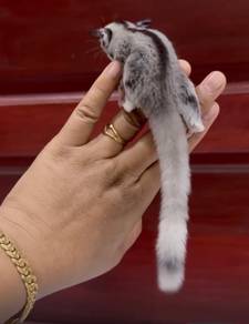 sugar glider male mosaic ring