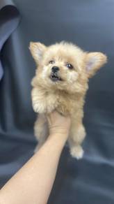 博美渗贵宾女
Pompoo 
Father Pom
Mother poodle
PPF-2
Dob 