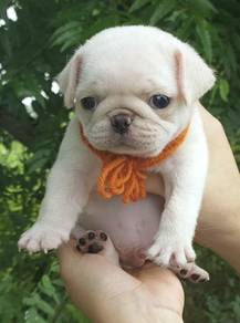 PUG PUPPIES 665 🌻 New Born Male White