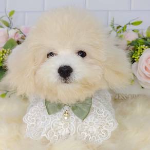 Maltipoo