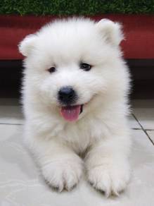 Samoyed puppy quality