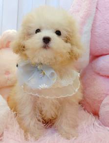 Maltipoo