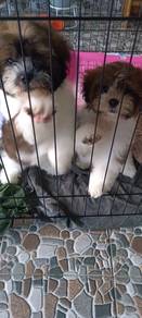 Schnau-tzu/shipoo