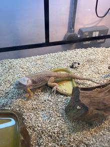 Bearded Dragon available!