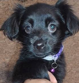 Long haired Chihuahua