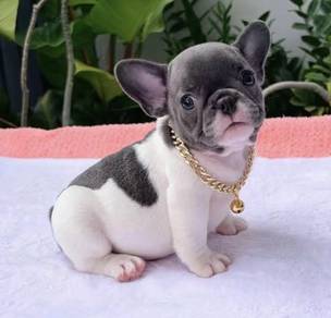 FRENCH BULLDOG PUPPIES VIP204🌻Cute & Healthy Girl