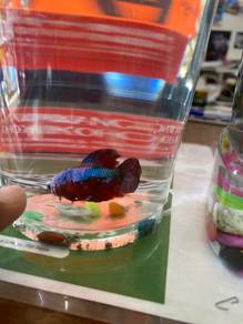 betta