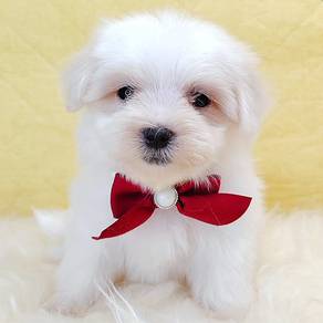 Maltese