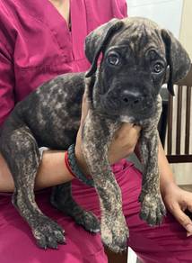 Cane Corso