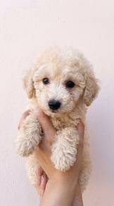 2months female toy poodle