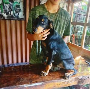 Anak Doberman Anjing Dobermann