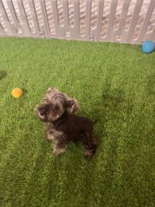 Schnauzer puppies available for sale!