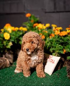 Beautiful Poodle Puppies | Healthy & Vaccinated
