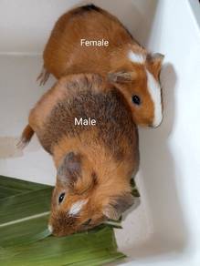 Guinea Pig