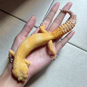 leopard gecko