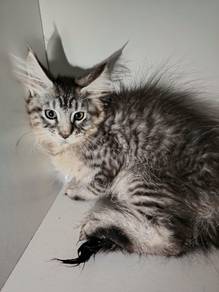 Purebreed mainecoon