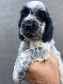 ENGLISH COCKER SPANIEL PUPPIES C87 🌻 Male