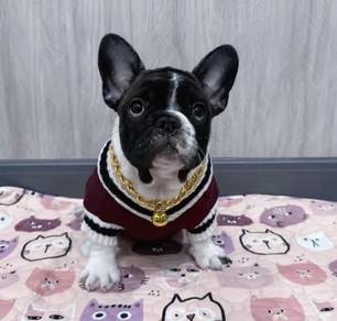 FRENCH BULLDOG PUPPIES S218 🌻Cute Puppy Available