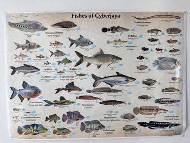 Poster ikan Cyberjaya 4ft kaki