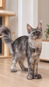 Female Mainecoon
