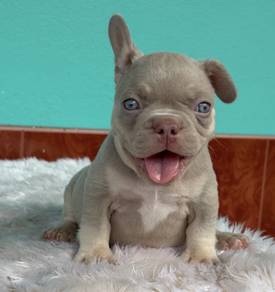 FRENCH BULLDOG PUPPIES🌻A293 Isbella New Shad Boy