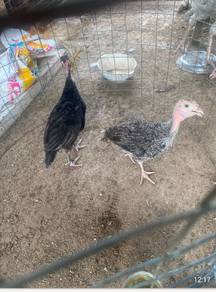 ank ayam belanda