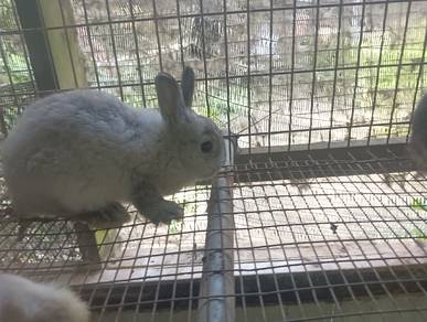 Arnab Netherland Dwarf
