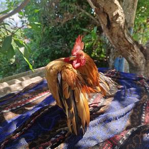 ayam serama 