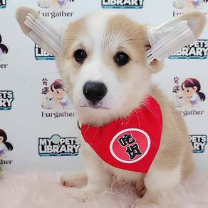 Corgi