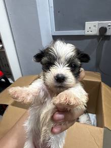 Puppy