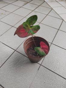 caladium red