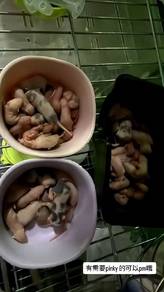 Feeder mice