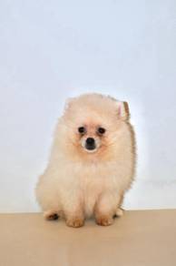 v16 kawai Pomeranian Dog