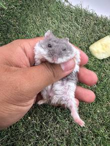 Hamster Syrian Rex Banded(kerinting)