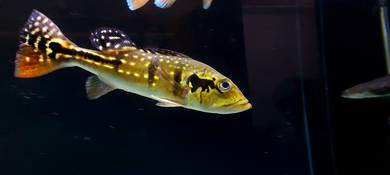 Peacock Bass temmy 