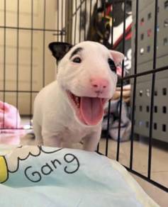 BULL TERRIER PUPPIES BT126 🐻 Girl