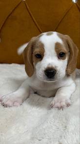 Beagle