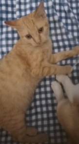 bsh mix